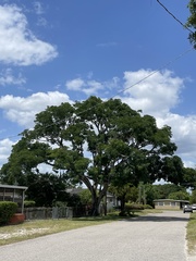 Enterolobium contortisiliquum