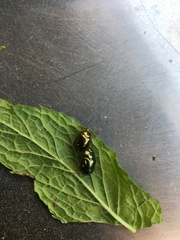 Chrysolina americana