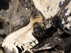 Osmia taurus