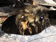 Osmia taurus