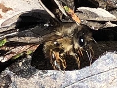 Osmia taurus