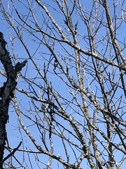 Pipilo erythrophthalmus