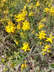Genista tournefortii