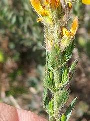 Genista tournefortii