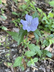 Ruellia caroliniensis image