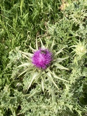 Silybum marianum