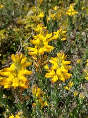 Genista tournefortii