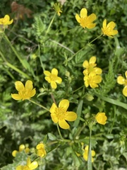 Ranunculus bulbosus