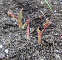 Lamprocapnos spectabilis