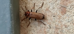 Cantharis coronata