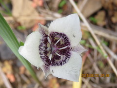 Calochortus elegans