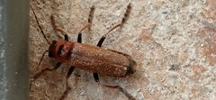 Cantharis coronata