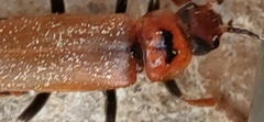 Cantharis coronata