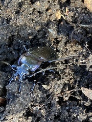 Carabus nemoralis