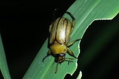 Anomala pallida