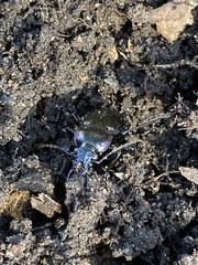Carabus nemoralis