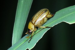 Anomala pallida