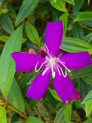 Pleroma semidecandrum