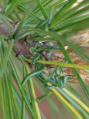 Setoptus