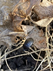 Phosphuga atrata