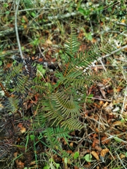 Sticherus cryptocarpus