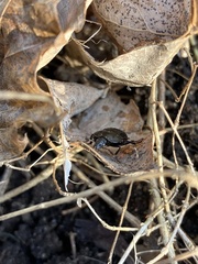 Phosphuga atrata