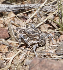 Phrynotettix robustus