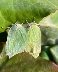 Gonepteryx rhamni