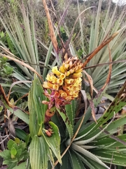 Elleanthus myrosmatis