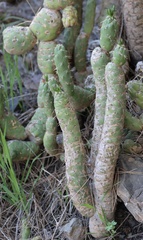 Austrocylindropuntia