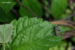 Piezogaster indecorus