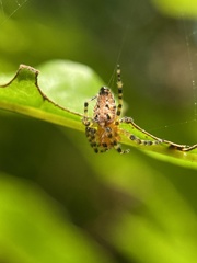 Alpaida alticeps