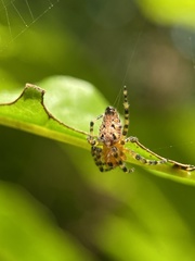 Alpaida alticeps