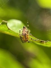 Alpaida alticeps