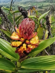 Elleanthus myrosmatis