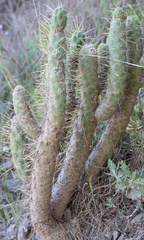 Austrocylindropuntia