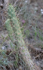 Austrocylindropuntia