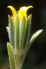 Rigiopappus leptocladus