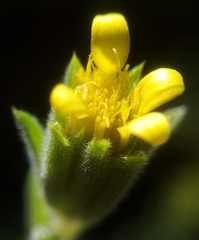 Rigiopappus leptocladus