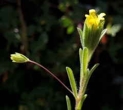 Rigiopappus leptocladus