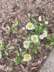 Erigeron philadelphicus