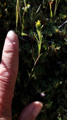 Rigiopappus leptocladus