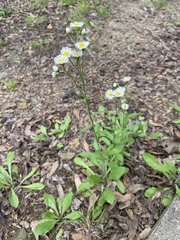 Erigeron philadelphicus