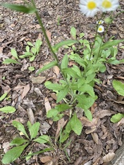 Erigeron philadelphicus