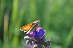 Thymelicus sylvestris