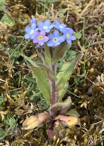 Miškinė neužmirštuolė nuotrauka