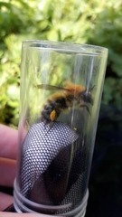 Bombus pascuorum
