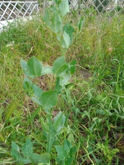 Lathyrus ochrus
