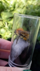 Bombus pascuorum
