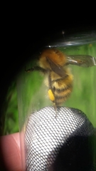 Bombus pascuorum